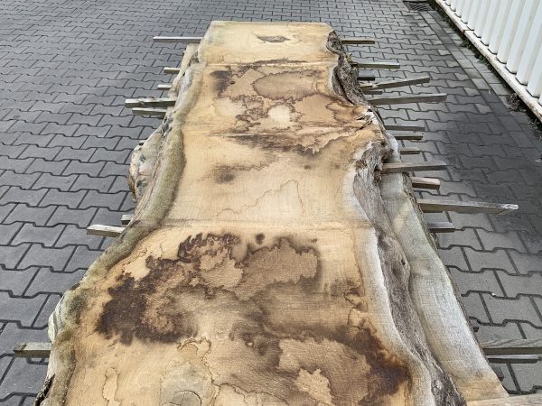 Frans Eiken hele boomstam gezaagd in 10 schaaldelen. Ophalen bij BUITENLEVEN SECOND LIFE WOOD Roosendaal